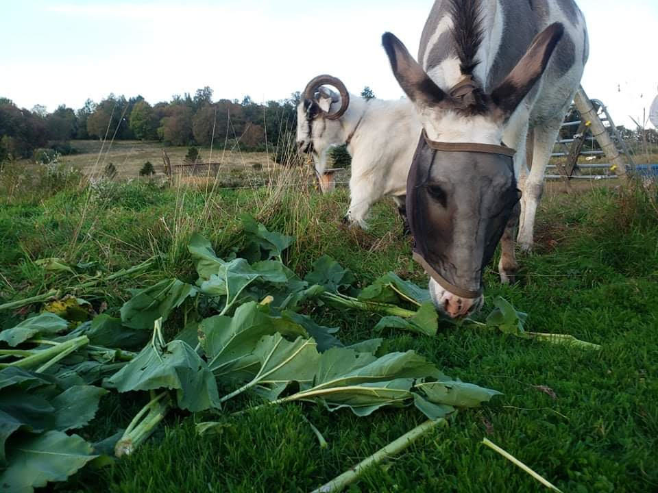Daisy and the goats munching on sunflower stalk leaves.